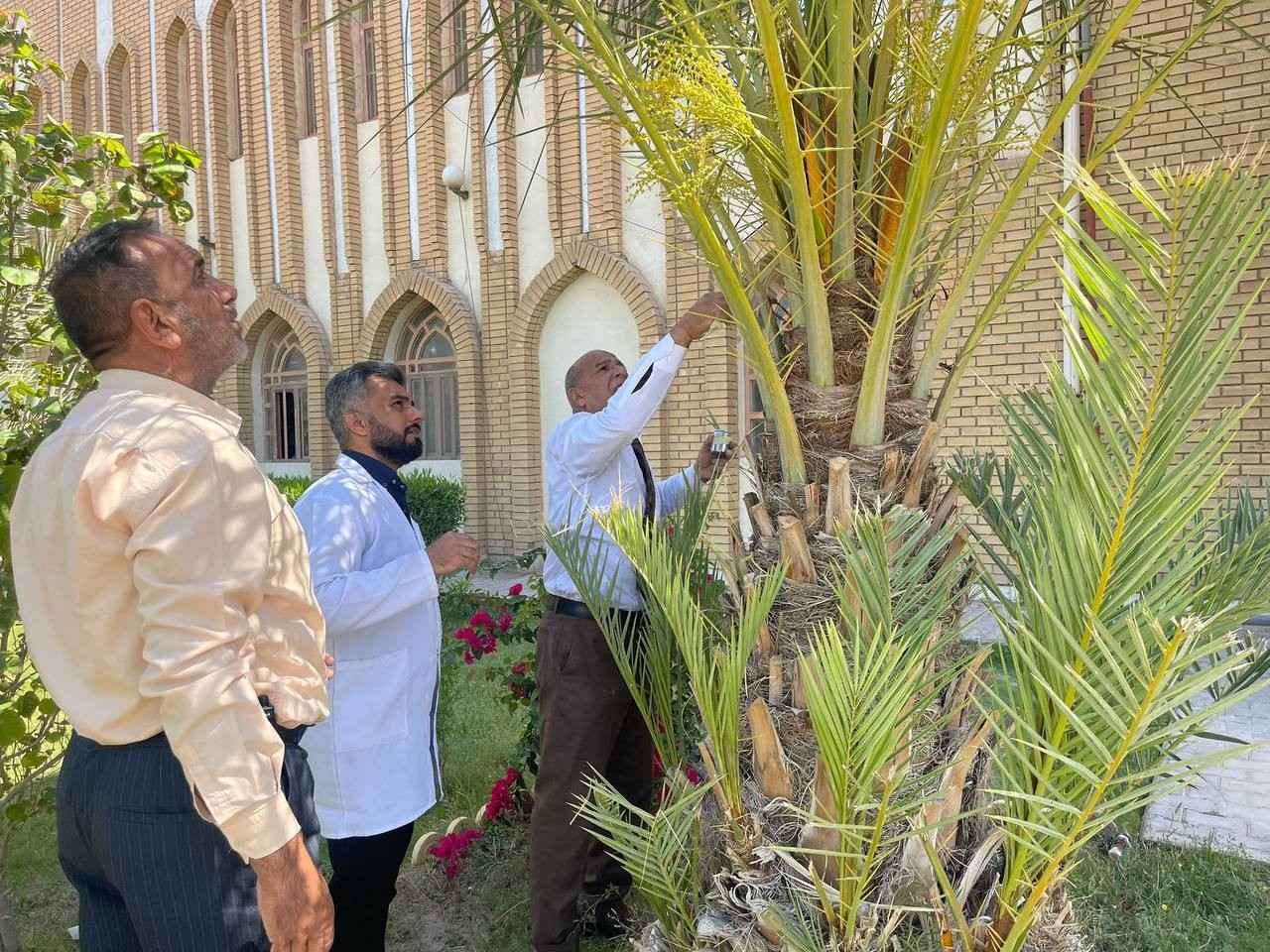Read more about the article Faculty Members from the College of Science at the University of Karbala Participate in a Volunteer Palm Tree Pollination Campaign